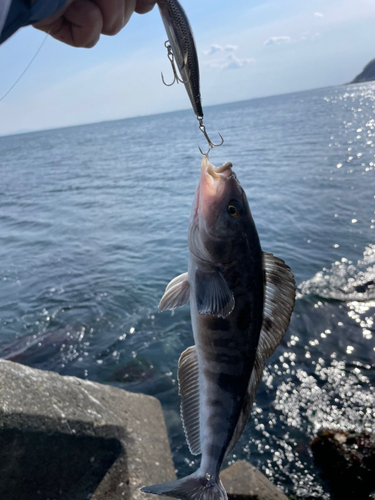 ホッケの釣果