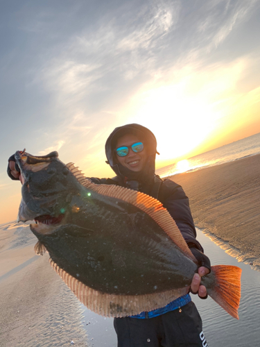 ヒラメの釣果