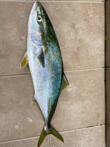 ハマチの釣果