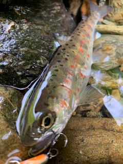 アマゴの釣果