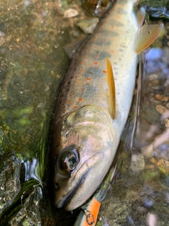 アマゴの釣果