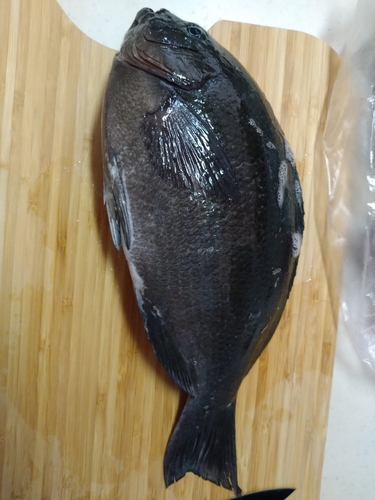 メジナの釣果