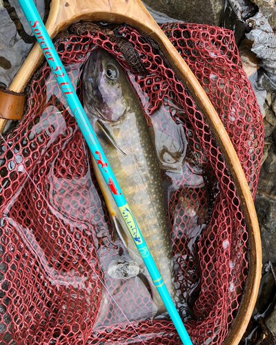 ニッコウイワナの釣果