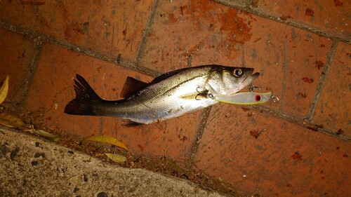 セイゴ（マルスズキ）の釣果