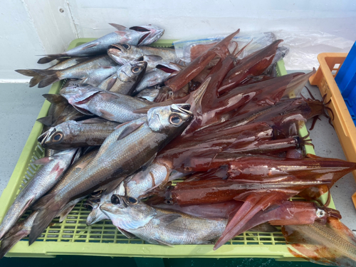 クロムツの釣果