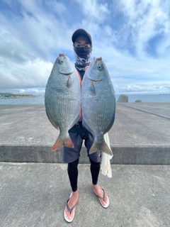 イスズミの釣果