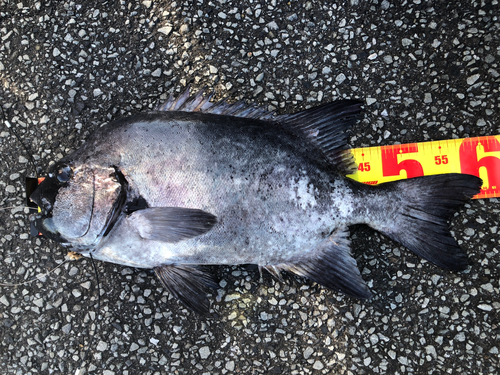 イシダイの釣果