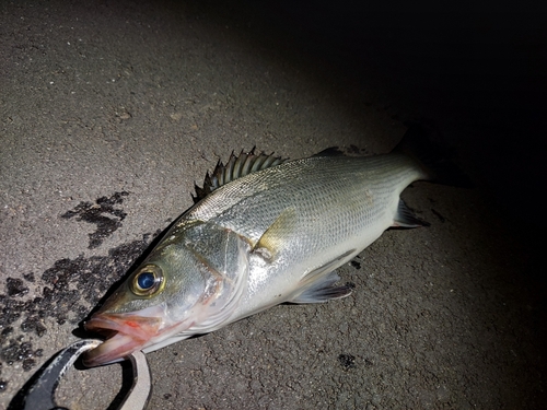 ヒラスズキの釣果