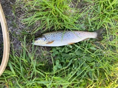 ブラウントラウトの釣果