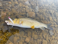 ニゴイの釣果