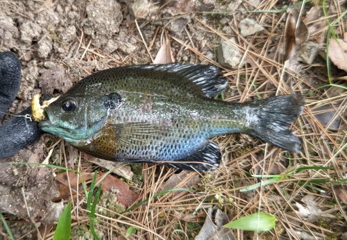 ブルーギルの釣果