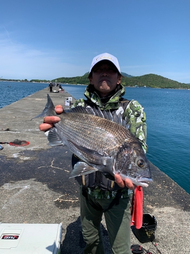 チヌの釣果