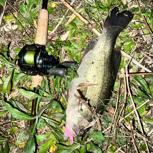 ブラックバスの釣果