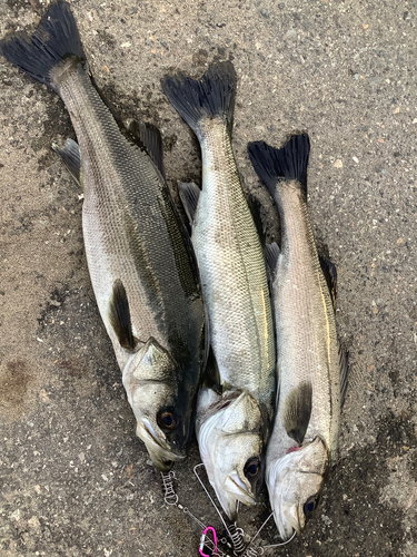 シーバスの釣果