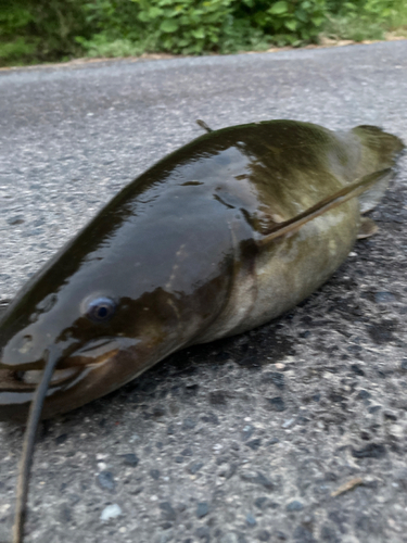 ナマズの釣果