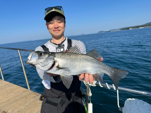 セイゴ（ヒラスズキ）の釣果