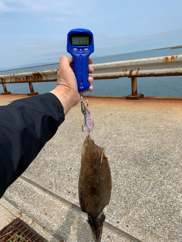 モンゴウイカの釣果