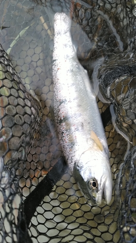 アマゴの釣果