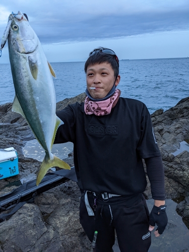 ハマチの釣果