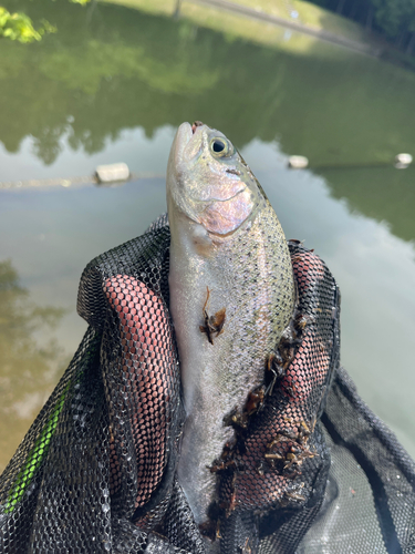 ニジマスの釣果