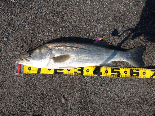 マルスズキの釣果