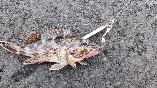 カサゴの釣果