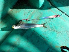 マイワシの釣果