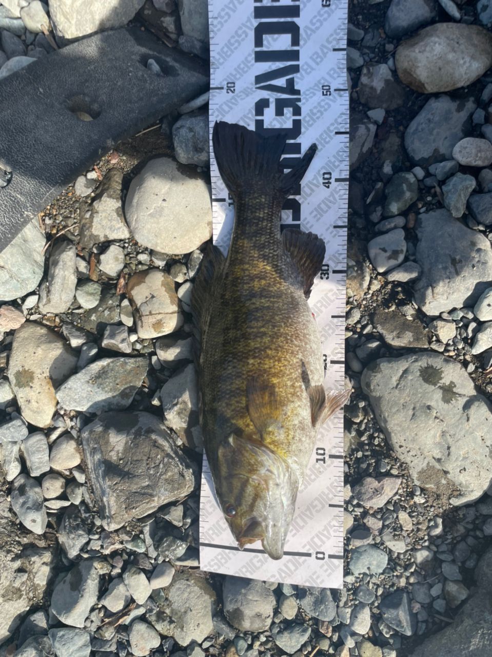 スモールマウスバス