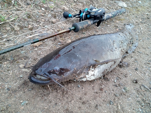 ナマズの釣果