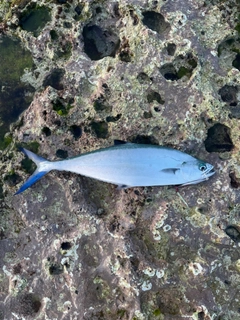 イケカツオの釣果