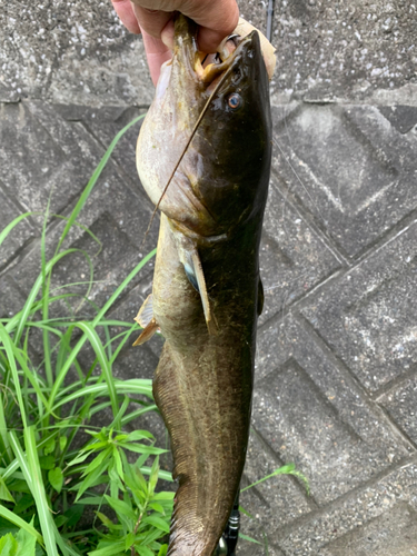 ナマズの釣果