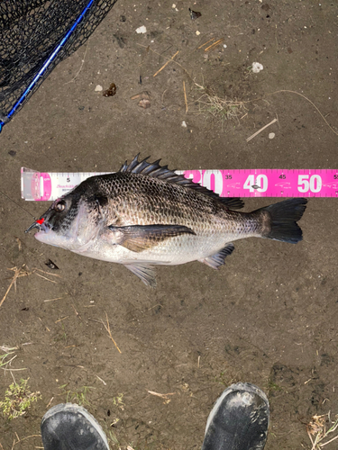 チヌの釣果