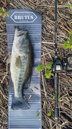 ブラックバスの釣果