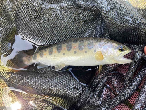 アマゴの釣果