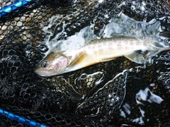 イワナの釣果