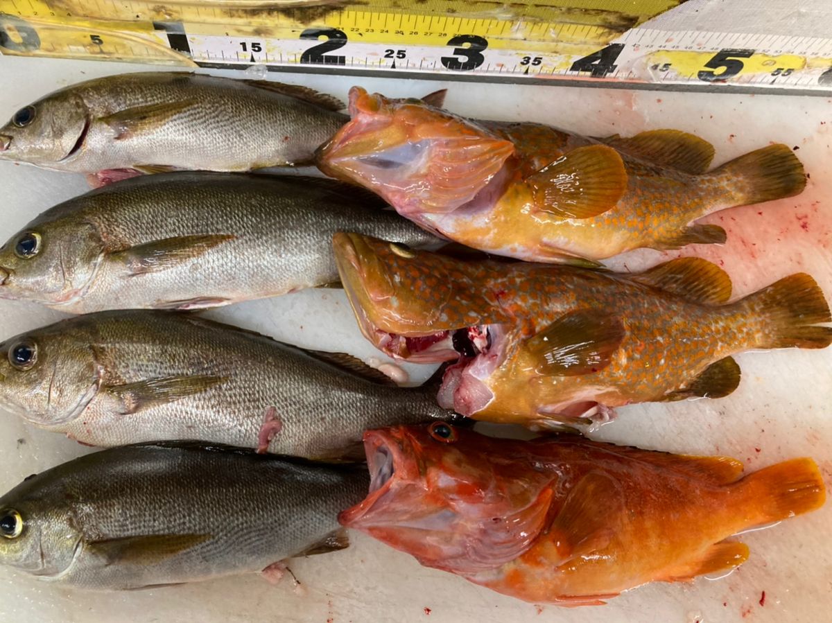 遊漁船たかくらさんの釣果 2枚目の画像