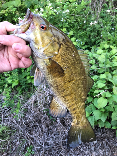 スモールマウスバスの釣果