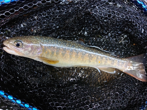 イワナの釣果