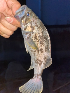 タケノコメバルの釣果