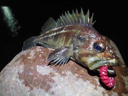 シマソイの釣果