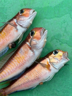 アマダイの釣果