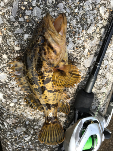 タケノコメバルの釣果