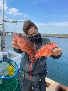 カサゴの釣果