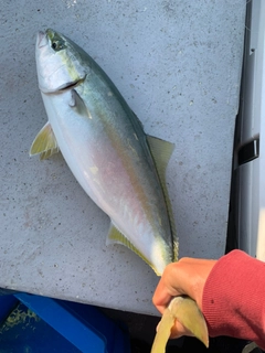 ハマチの釣果