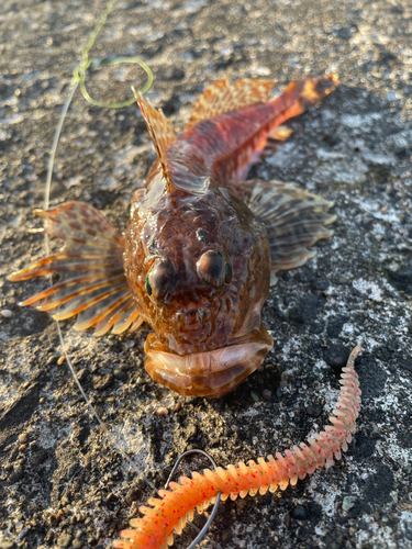 カジカの釣果