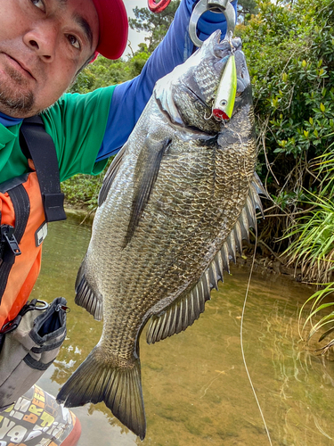 ミナミクロダイの釣果