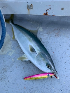 ハマチの釣果