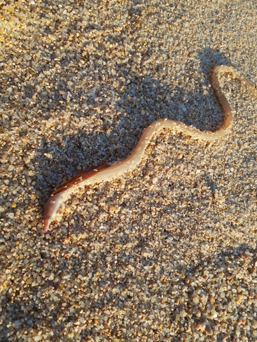 ダイナンウミヘビの釣果