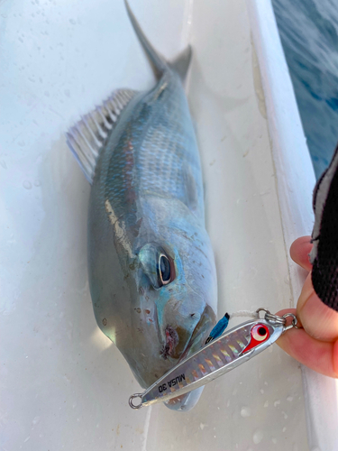 アオチビキの釣果