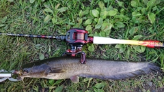 ナマズの釣果